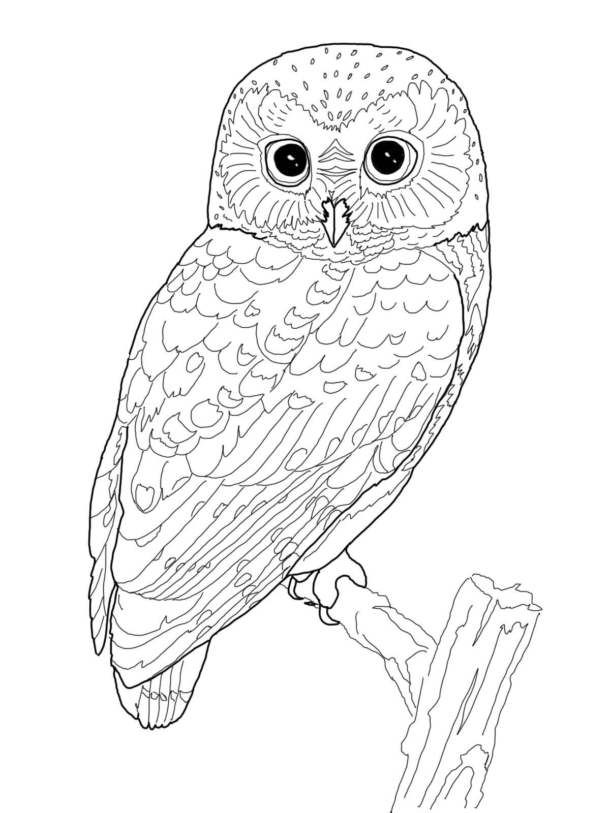 Free Printable Owl Coloring Pages Cakrawalanews