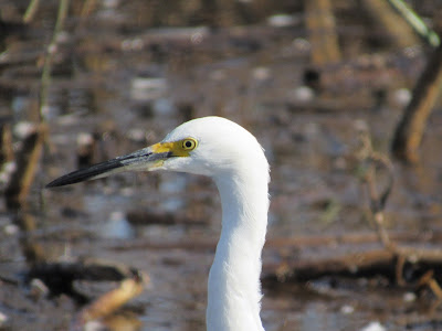 Sacramento National Wildlife Refuge