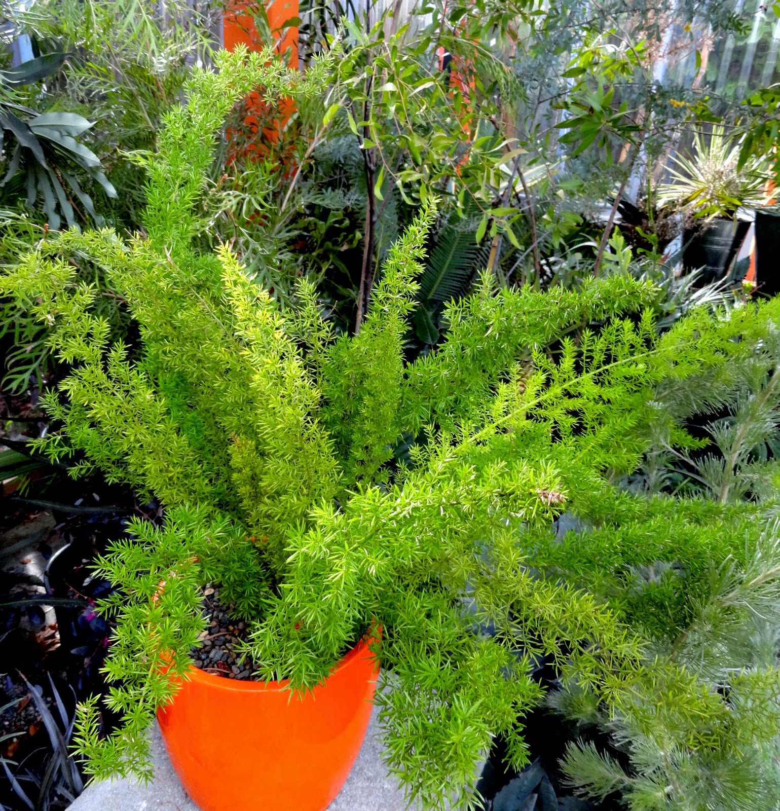 Asparagus densiflorus 'Meyersii'