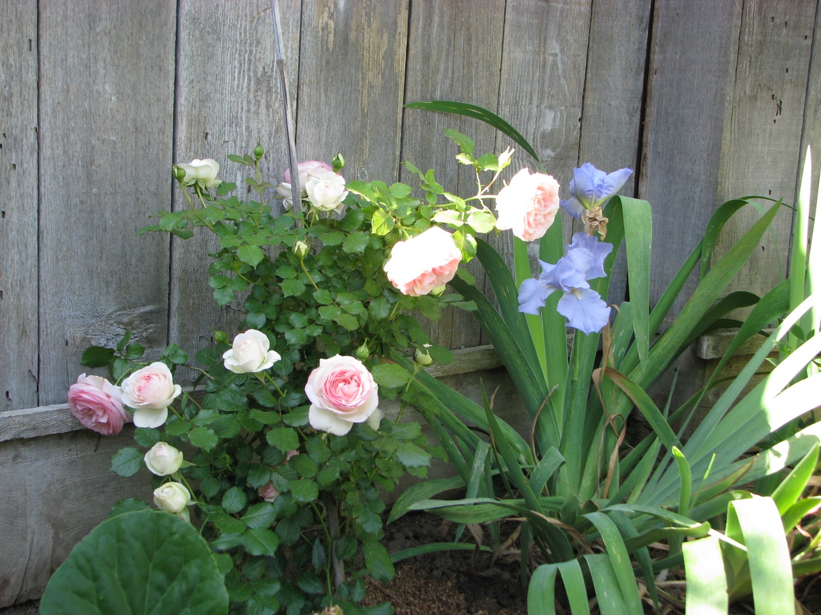Robyn's Roses