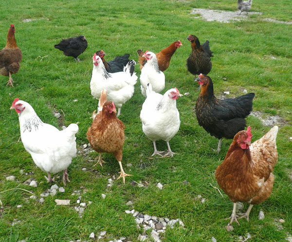 chickens, chicken breeds, various types of chicken breeds, identifying chicken breeds, how to identify chicken breeds, how to identify chickens