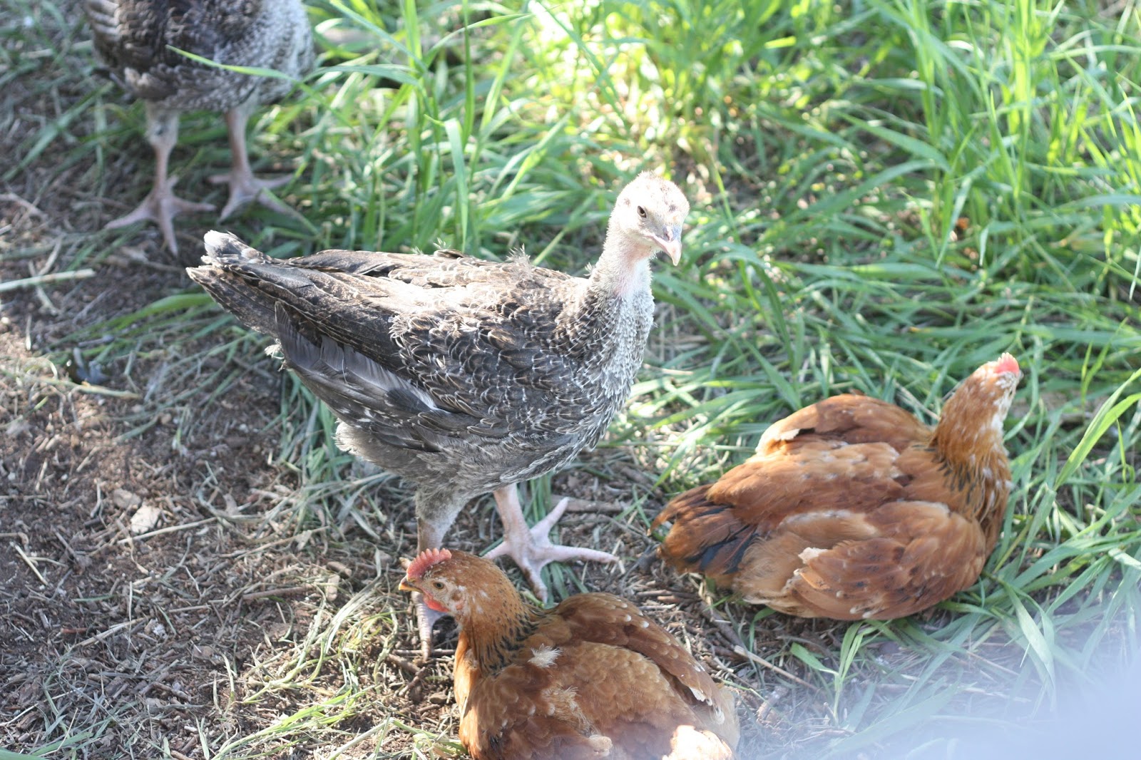 Signs of Life Chickens and Turkeys