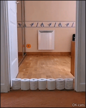 Funny Cat GIF • COVID-19 Quarantine • Funny toilet paper Challenge • Level 6 (with captions) Funny Cat GIF • COVID-19 Quarantine • Funny toilet paper Challenge • Level 6 (with captions)