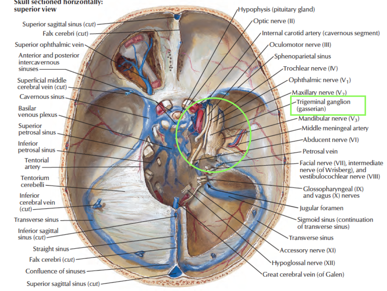 Head and Neck Anatomy Trigeminal Ganglion