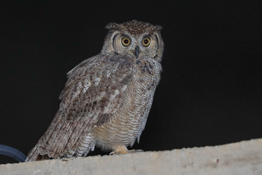Arabian Spotted Eagle-Owl