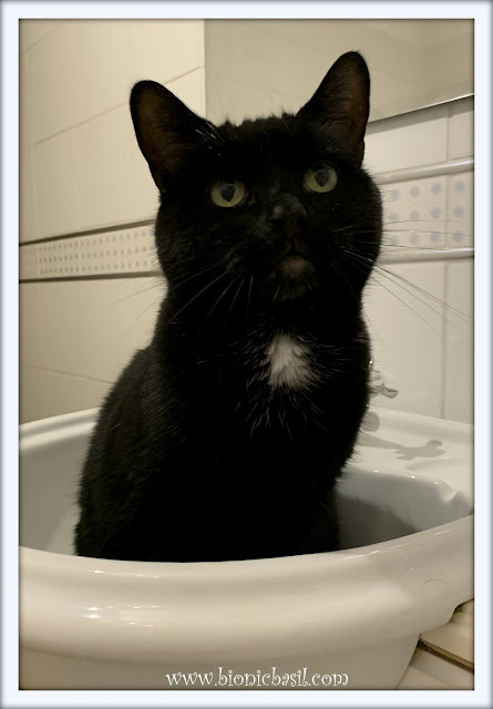 Cats In Sinks - Parsley ©BionicBasil® The Pet Parade 366