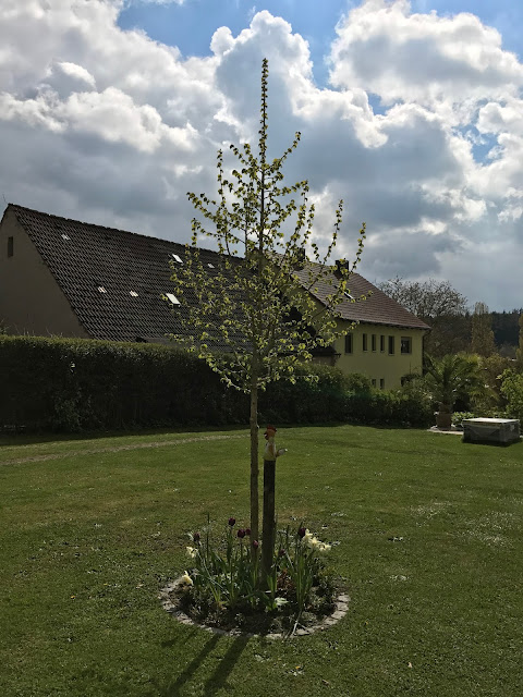Hausbaum vor Aprilhimmel (c) by Joachim Wenk Hausbaum vor Aprilhimmel (c) by Joachim Wenk