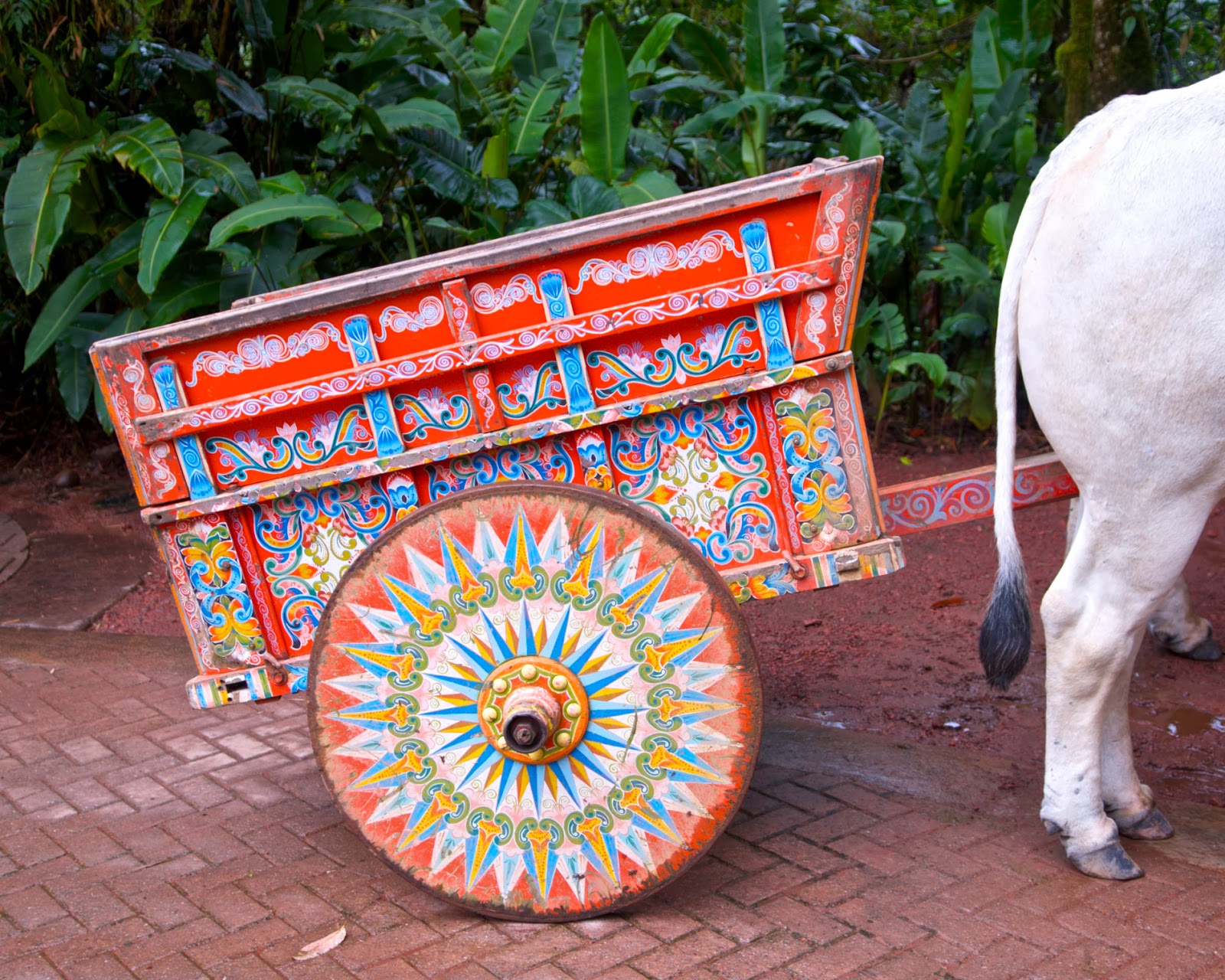 Tamarindo, Costa Rica Daily Photo Ox Cart