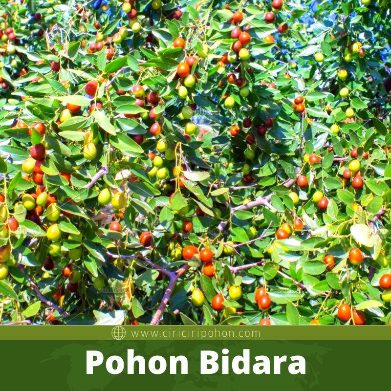 Bibit Pohon Bidara