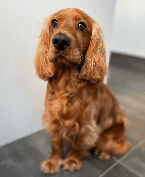 Cocker spaniel inglés