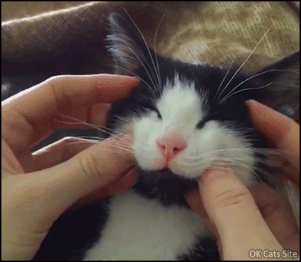 Cute Cat GIF • Kitty likes sweet cheek massage.“ Yaaas don't stop please...” Cute Cat GIF • Kitty likes sweet cheek massage.“ Yaaas don't stop please...”