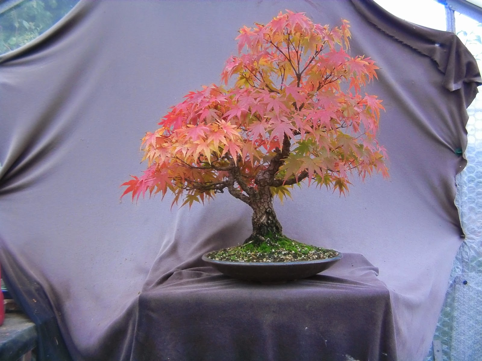 MiKo Bonsai Cork Bark Maple Progression