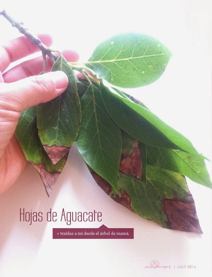 notas Hojas de Aguacate Pollo adobado en Guajillo Mixiotes