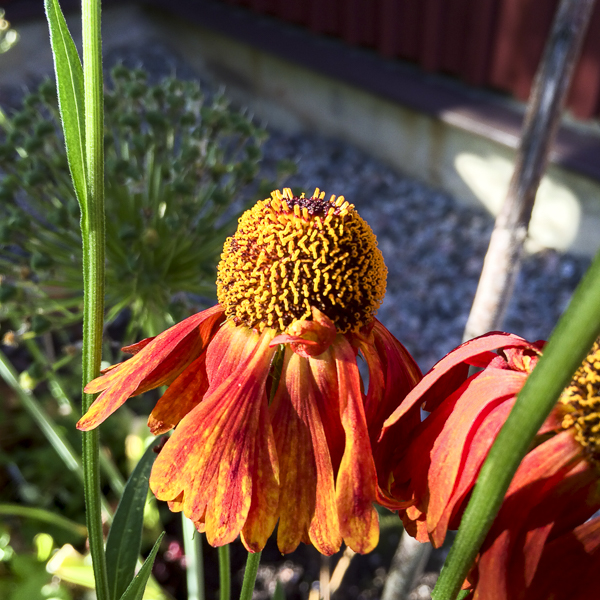 Helenium Moreheim Beauty solbrud