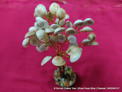 Gomati Chakra Tree | Shree Pooja Shop | Chennai