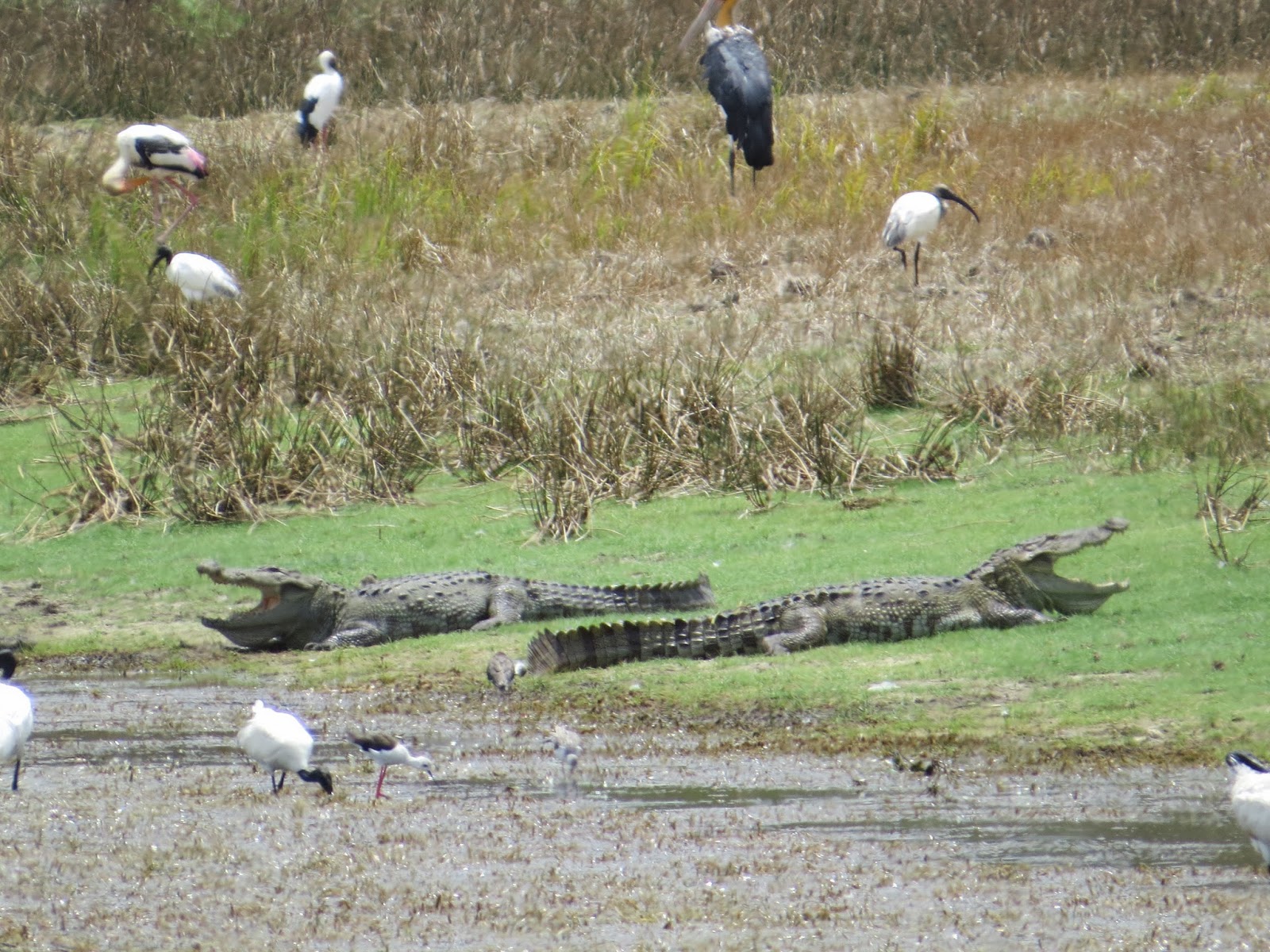 Safari Sri Lanka Crocodiles In Sri Lanka