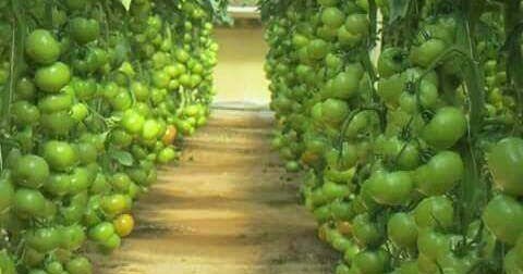 دراسة جدوى الطماطم فى الصوب الزراعية القياسية البيوت المحمية اسعار 2017 م اسعد الفقى