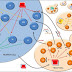 The New yeast model of metabolic disorders may lead to life-saving therapies