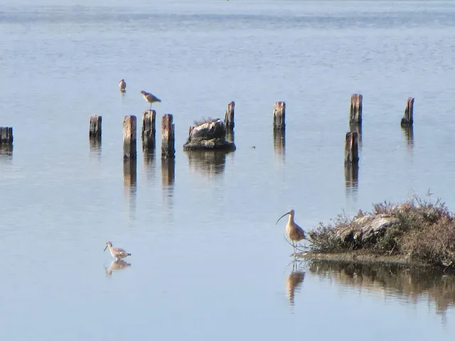 SF Bay Area Birds wading near the Dumbarton Bridge