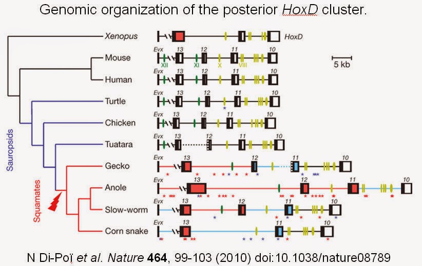 При расшифровке генома мыши. Геном мыши. Геном мыши и человека. Hox гены. Гомеобоксные гены.