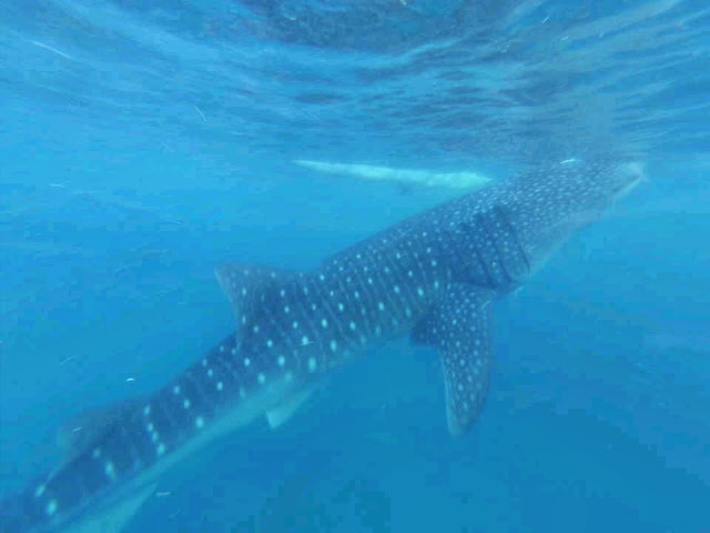 Как крымчане филиппинились: Боракай и Себу -Белый песок на Белом пляже, гигантские ракушки и китовые акулы