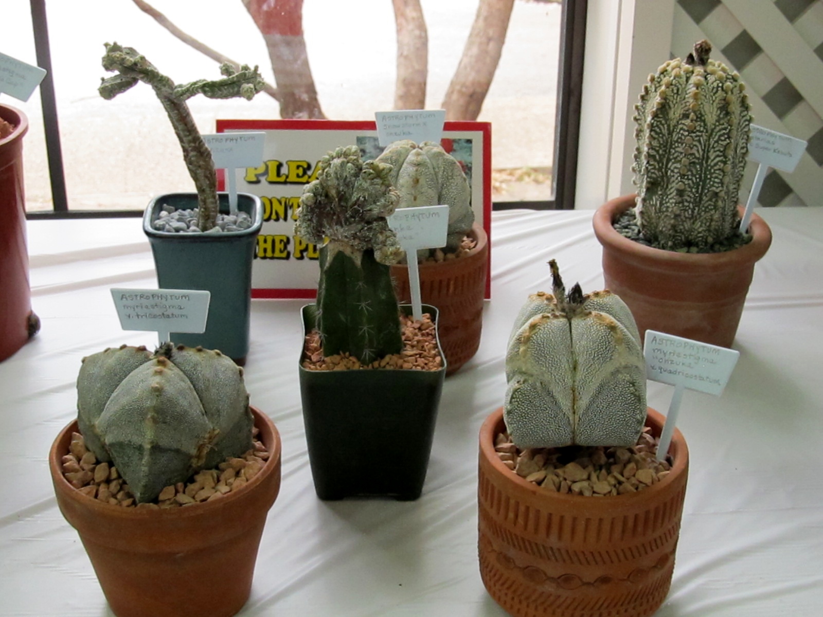 RockOakDeer San Antonio Cactus & Xerophyte Society State Show & Sale