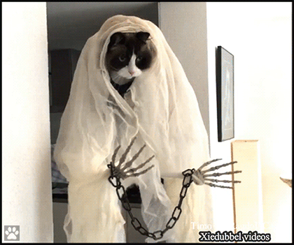 Funny Cat GIF • When your car becomes a funny and spooky ghost for Halloween