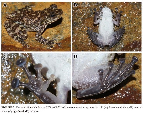Species New to Science [Herpetology • 2021] Amolops teochew • A New