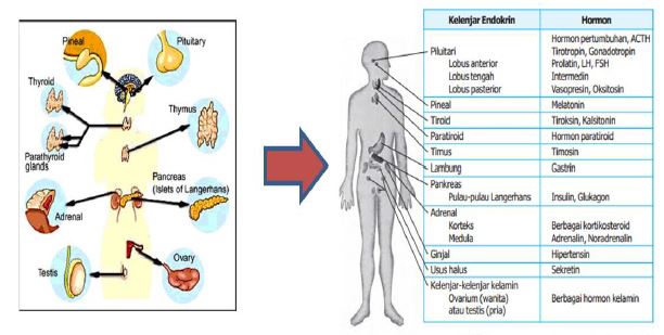 Gambar Materi Sistem Hormon Manusia