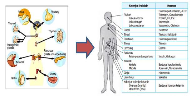 Gambar 6. Kelenjar Penghasil Hormon - Sumber: Majalahsains.com