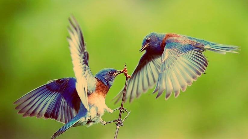Mimpi Burung 2d Lengkap