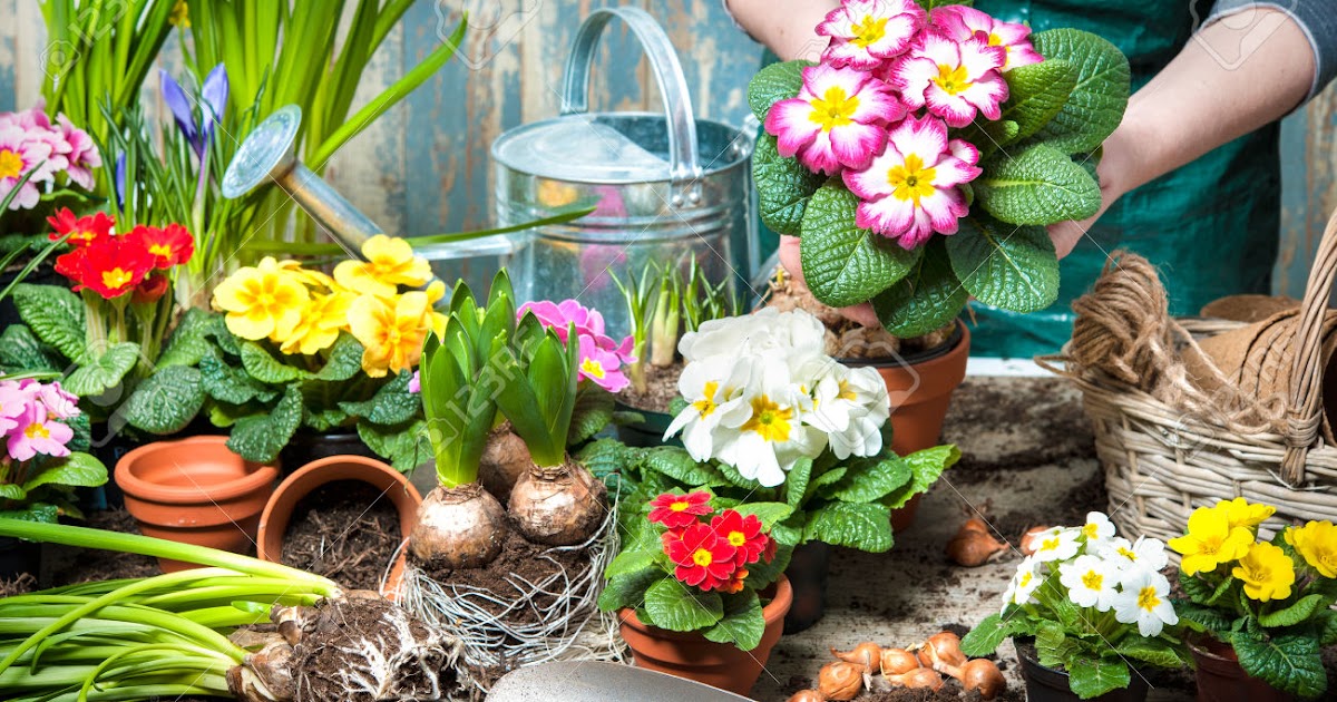 Materi Flowers Bunga Beserta Contoh Kalimat Dan Soal Latihannya Jagoan Bahasa Inggris