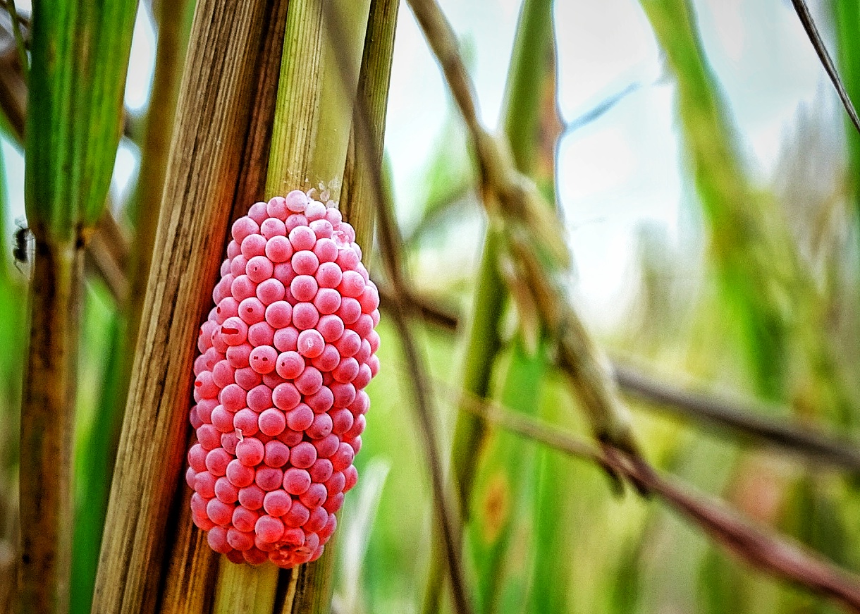 Pokcik Blogger: Khasiat telur gondang