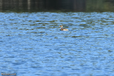 Cabusset (Tachybaptus ruficollis)