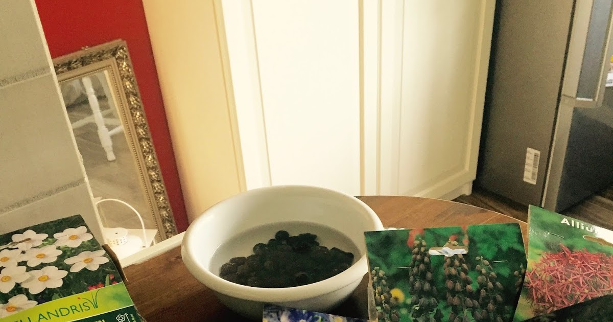 Blumenzwiebeln - Sunnys Haus