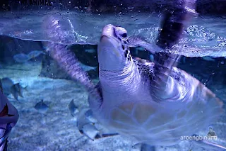 jakarta aquarium neo soho