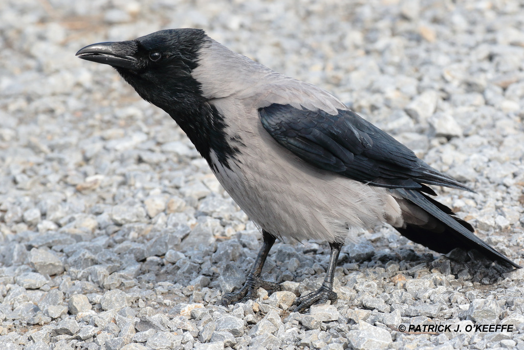 Raw Birds HOODED CROW or GREY CROW (Corvus cornix) Turvey Nature