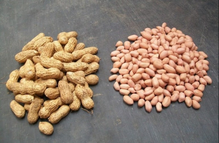 Hanya kacang berkualitas yang digunakan utk produksi.