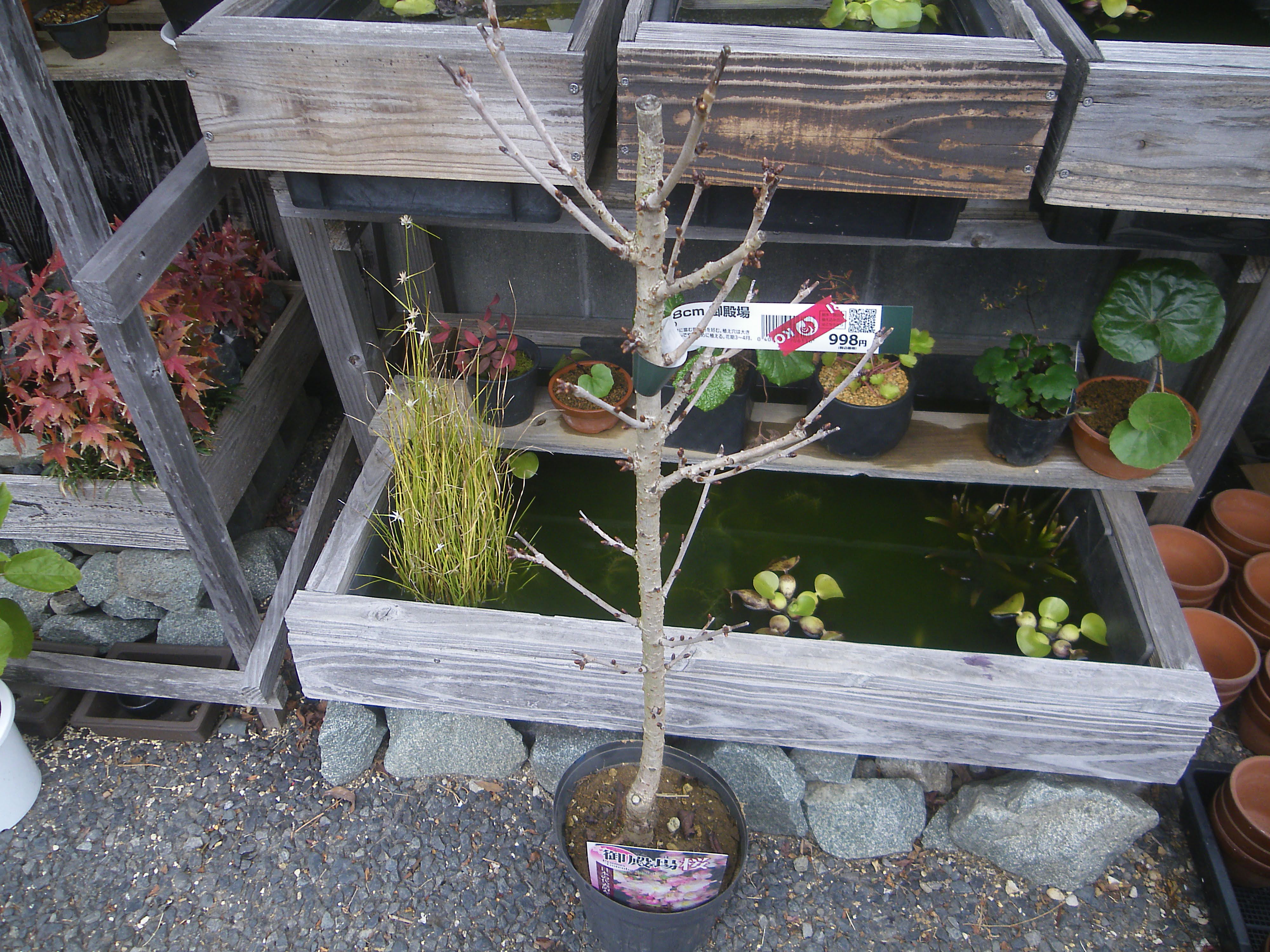 御殿場桜の育て方 鉢植えで美しい花を咲かせ 自宅で花見を楽しむ メダカの大工