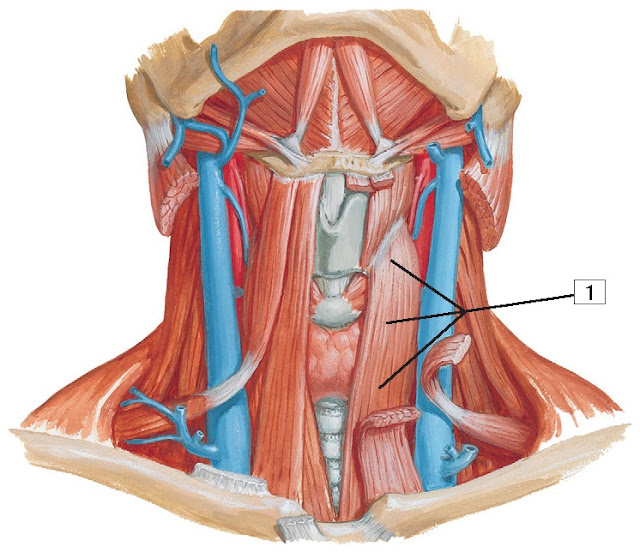 Sternothyroid muscle