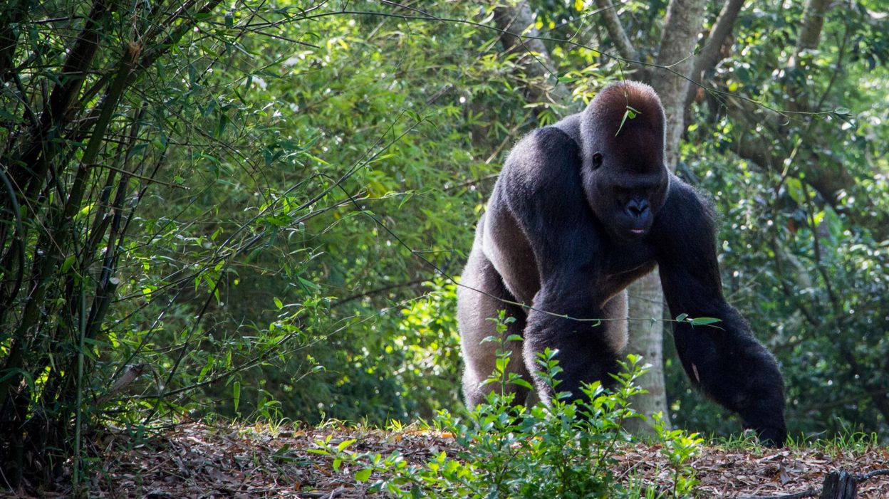 Gabon%2Bparc1 Gabon%2Bparc1