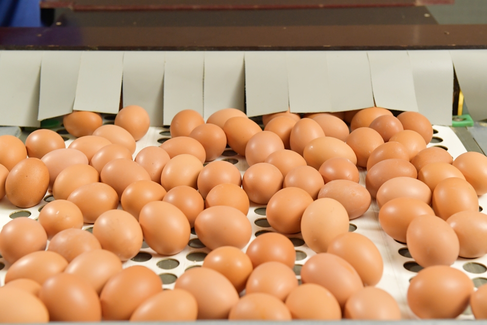เตรียมรับมือ! พฤษภาคม 2565 นี้ นี้ ” ไข่ไก่ - เครื่องดื่ม – เหล็ก ” จ่อขึ้นราคาอีก 10% masii ชวน สมัครสินเชื่อส่วนบุคคล เพิ่มกำลังการจับจ่าย