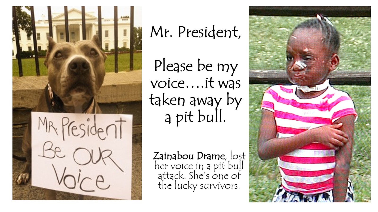 pit nutter circus nutter meme makeover