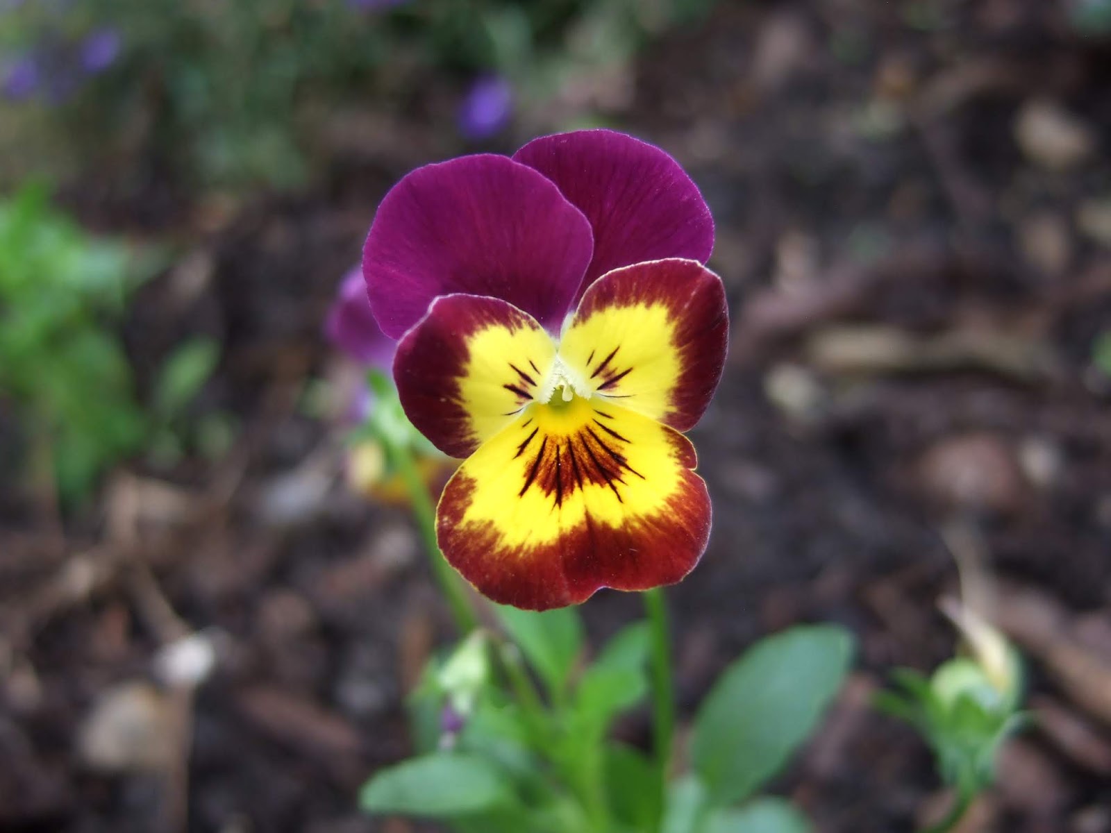 Linden Grove Flower Face