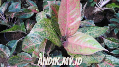 aglaonema, aglonema, aglonema merah,