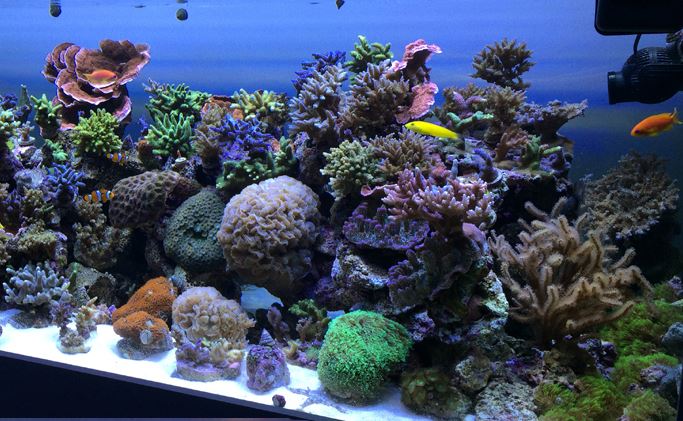 Reef Aquarium Chemistry Maintenance