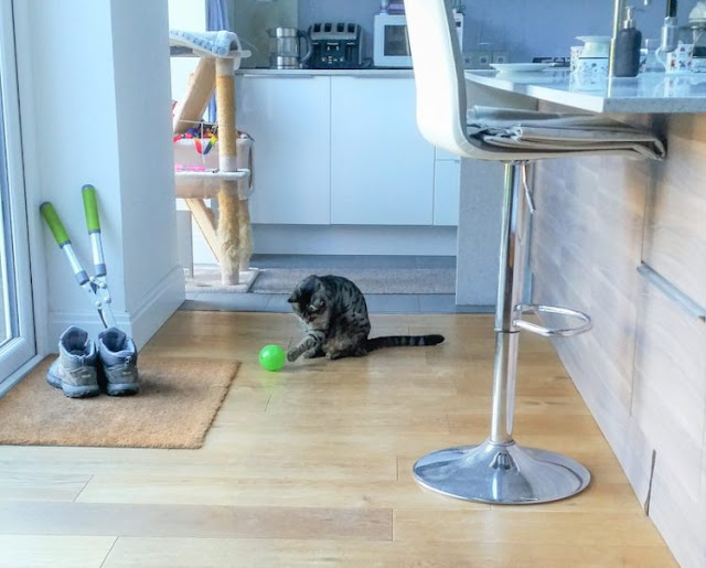My cat using an interactive puzzle feeder