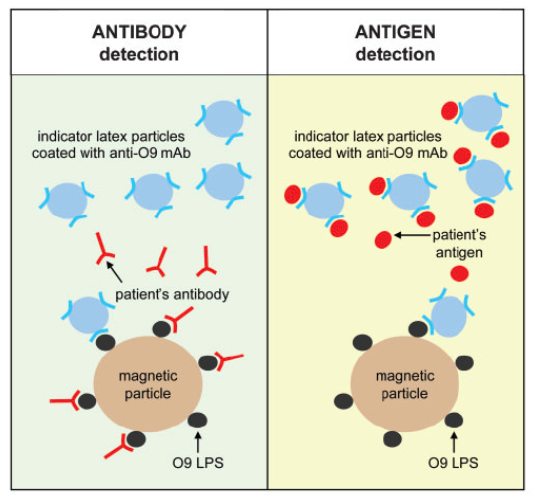 Tes Tubex TF Medical Laboratory Technologist