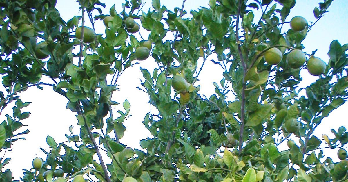 Xtremehorticulture of the Desert Shade Cloth Needed for Lemon Trees?