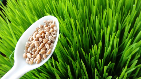 Wheatgrass lo mejor para tu Salud